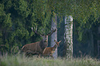 red deer