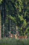 red deer