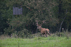 red deer