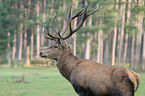 stag