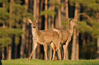 red deer