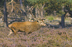 red deer