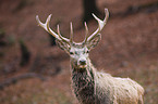 red deer