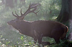 red deer