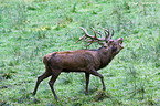 red deer