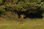 red deer