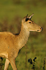 red deer