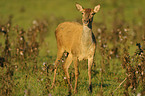 red deer