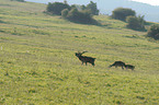 red deer