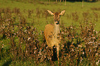 red deer
