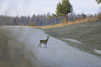 red deer