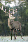 red deer