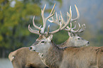 red deer