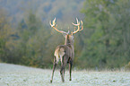 red deer