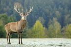 red deer