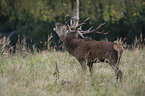 red deer