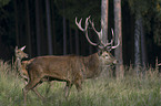 red deer