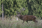 red deer