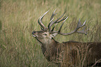 red deer