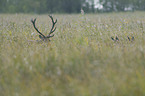 red deer