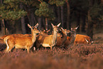 red deer