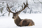 red deer