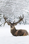 red deer