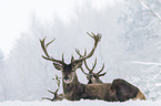 red deer