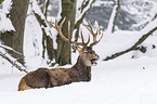 red deer