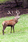 red deer