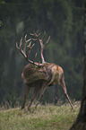 red deer