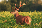 red deer