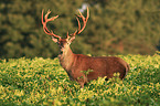 red deer