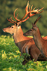 red deer