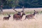 red deer