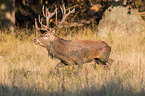 red deer