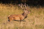 red deer