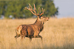 red deer