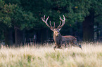 red deer