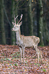 red deer