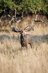 red deer