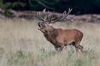 red deer