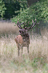 red deer