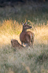 red deer