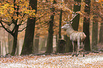 red deer