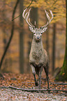 red deer