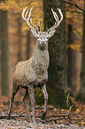 red deer