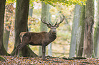 red deer