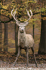 red deer