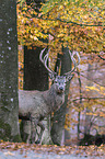 red deer